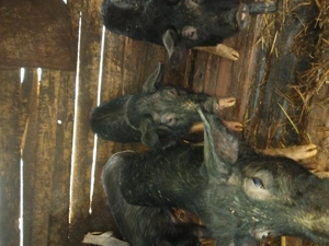 Soldani de vanzare - imagine 3