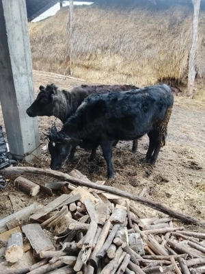 vând viței  - imagine 2