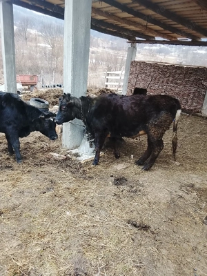 vând viței  - imagine 3