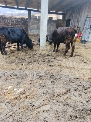 vând viței  - imagine 4