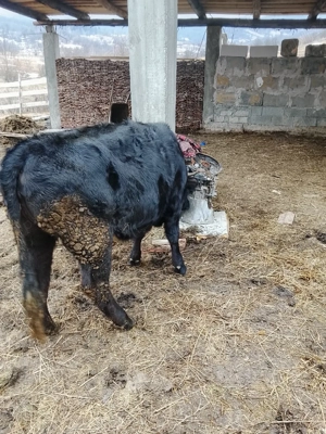 vând viței  - imagine 5