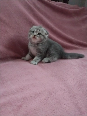 Pui Scottish Fold  - imagine 5