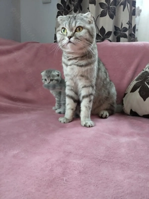 Pui Scottish Fold  - imagine 4