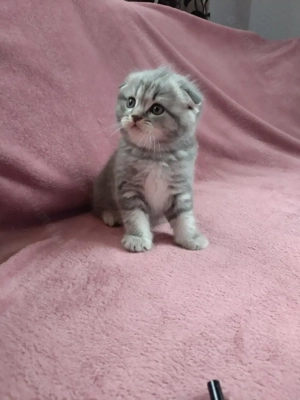 Pui Scottish Fold  - imagine 2