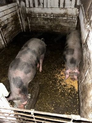 Porci   de Vânzare  - imagine 2