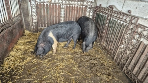 Bazna reproductie  - imagine 3