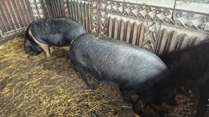 Bazna reproductie  - imagine 2