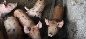 Purcei de vanzare - imagine 3