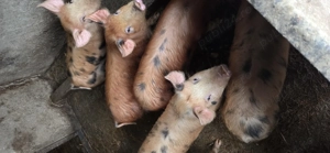 Purcei de vanzare - imagine 2