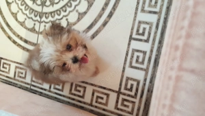Shih-tzu talie mică.