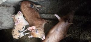 Purcei de vanzare - imagine 5