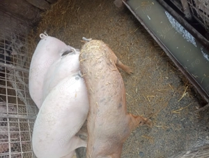 Porci de vanzare  - imagine 5