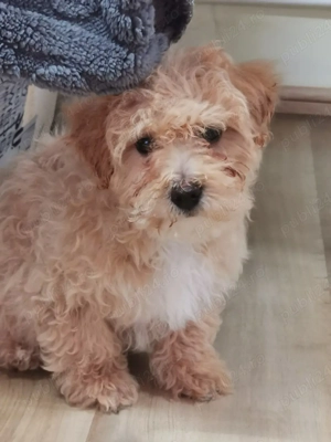 Catel Maltipoo de vanzare - imagine 2