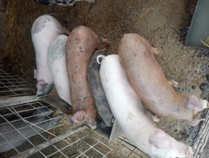Porci de vanzare  - imagine 4