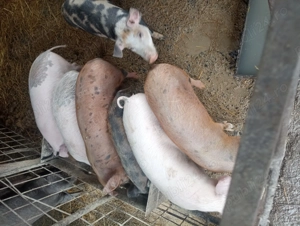 Porci de vanzare  - imagine 3