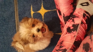 Shih-tzu talie mică. - imagine 4