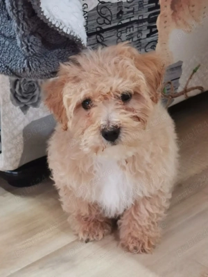 Catel Maltipoo de vanzare - imagine 4