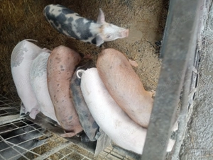 Porci de vanzare  - imagine 2