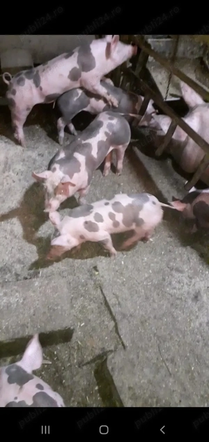 Purcei Pietrain Belgian pur  - imagine 4