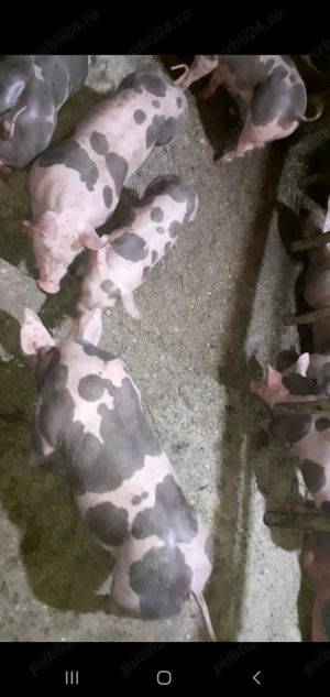 Purcei Pietrain Belgian pur 