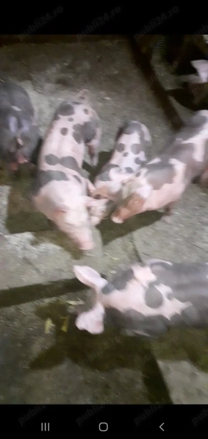 Purcei Pietrain Belgian pur  - imagine 2