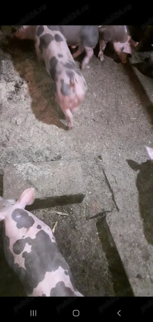 Purcei Pietrain Belgian pur  - imagine 5