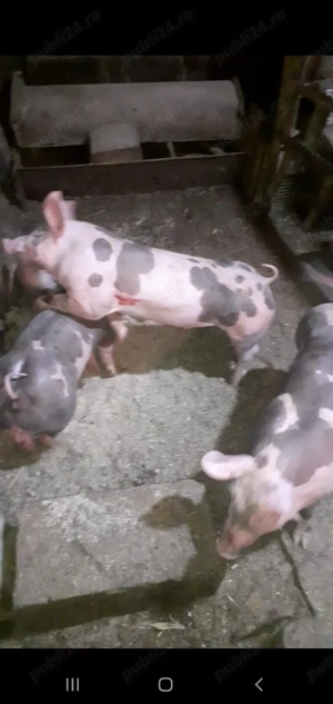 Purcei Pietrain Belgian pur  - imagine 3