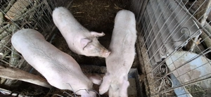 Vând porci  - imagine 3