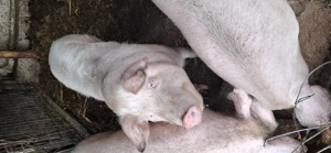 Vând porci  - imagine 4