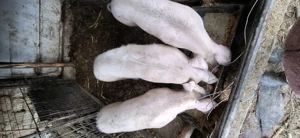 Vând porci  - imagine 2