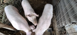 Vând porci  - imagine 5