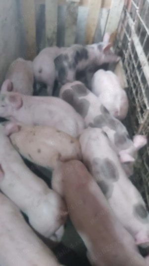 Purcei 6 săptămâni  - imagine 3