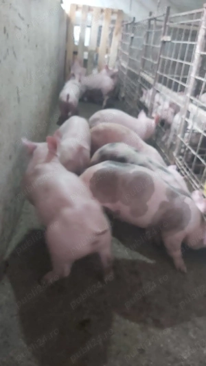 Purcei 6 săptămâni  - imagine 4