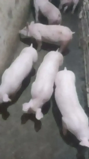 Purcei 6 săptămâni  - imagine 2