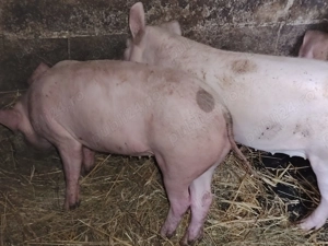 Vand grasuni de 4 luni - imagine 5