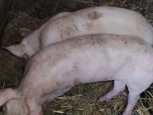 Vand grasuni de 4 luni - imagine 4