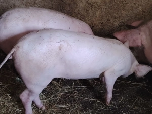 Vand grasuni de 4 luni - imagine 3