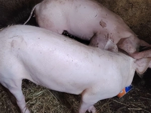 Vand grasuni de 4 luni - imagine 2