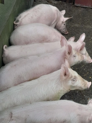 Vand purcei 12 saptamani - imagine 2