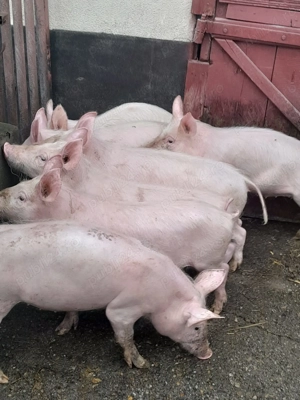 Vand purcei 12 saptamani - imagine 5