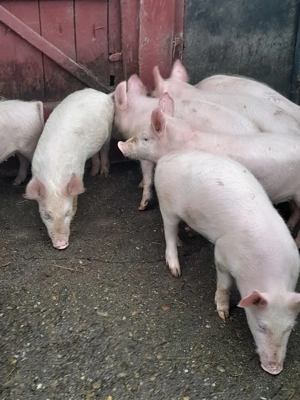 Vand purcei 12 saptamani - imagine 3