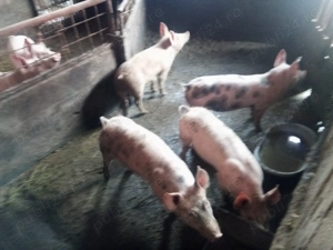 4 suldei peste 30 kg 3 masculi castrati 1 femela marele alb cu pietrain - imagine 3