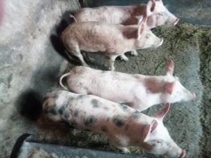 4 suodei peste 30 kg 3 masculi castrati 1 femela marele alb cu pietrain