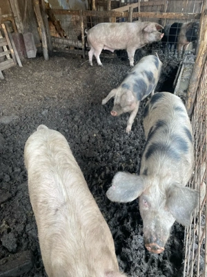 vand scrofite reproductie 80-100 kg 1000 ron - imagine 2