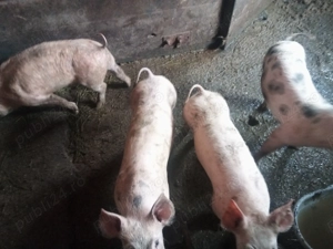 4 suldei peste 30 kg 3 masculi castrati 1 femela marele alb cu pietrain - imagine 4