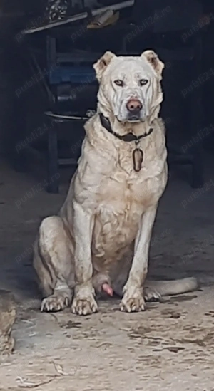 vând mascul ciobănesc de Asia Centrală  - imagine 2