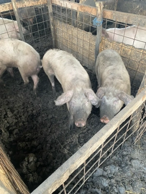 vand scrofite reproductie 50-70 kg 680 ron - imagine 3