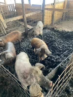 vand scrofite reproductie 50-70 kg 680 ron - imagine 4