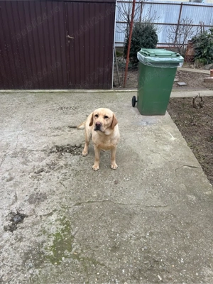 vand labrador retriever cu pedigree autentic 10 lei  - imagine 2