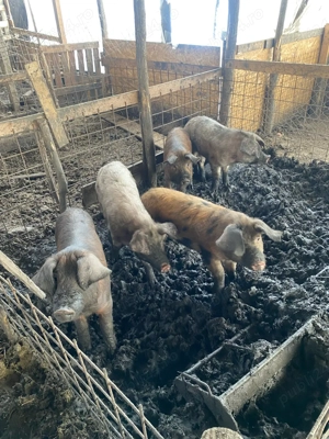 vand scrofite reproductie 50-70 kg 680 ron - imagine 2